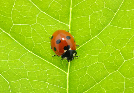 ladybug sitting on a green leafの写真素材