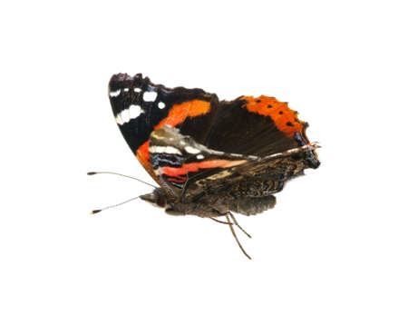 Vanessa atalanta butterfly on whiteの写真素材