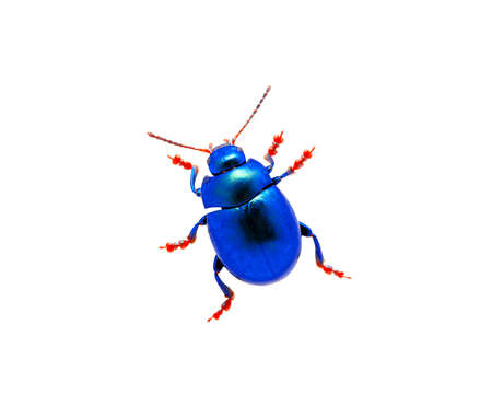 Blue beetle isolated on white background. の写真素材