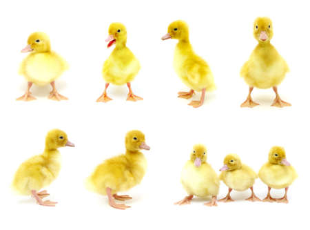 yellow ducks collection on a white background の写真素材