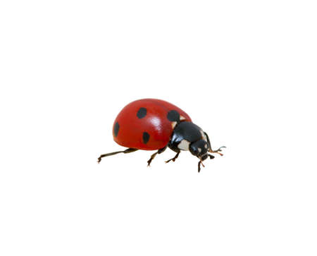  Ladybug isolated on the whiteの写真素材