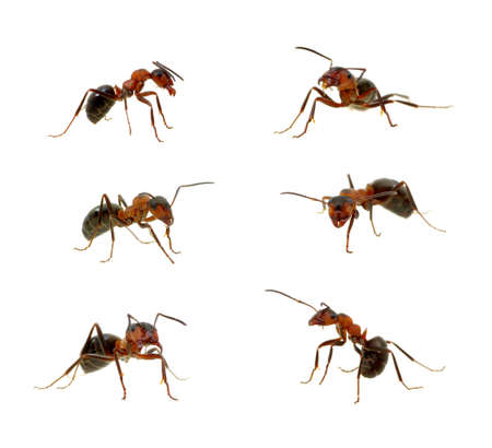 Ant isolated on white backgroundの写真素材