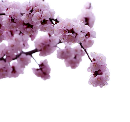 Branch with pink blossoms isolated on white 