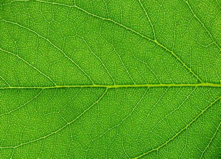 close up of green leaf texture
