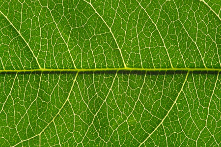 close up of green leaf texture