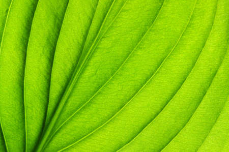 close up of green leaf texture