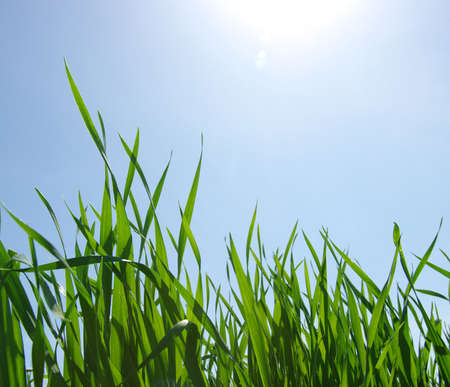 green grass and blue clear sky with sunlight の写真素材