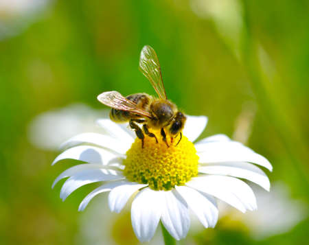 Bee on the chamomile flower 