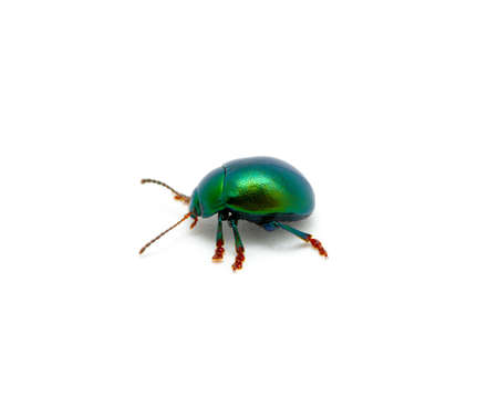 Green beetle isolated on white background 