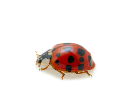 Ladybug isolated on the whiteの写真素材