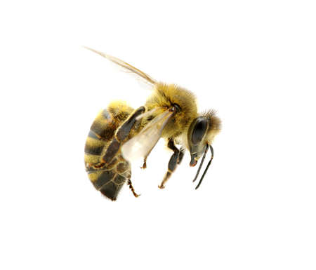 bee isolated on the whiteの写真素材