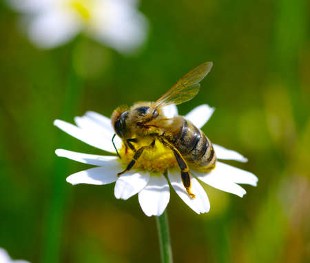 Bee on the chamomile flower 