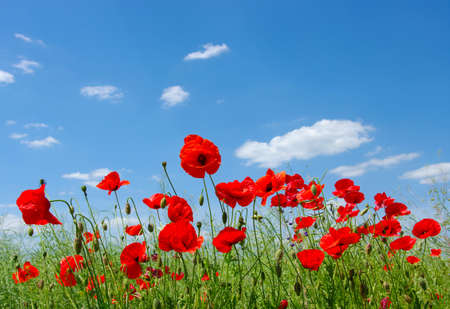 red poppies on green fieldの写真素材