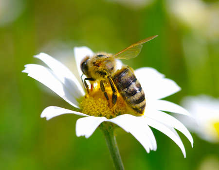 Bee on the chamomile flower 