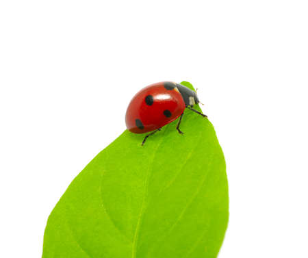 ladybug sitting on a green leafの写真素材
