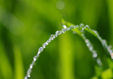 water drops on the green grass
