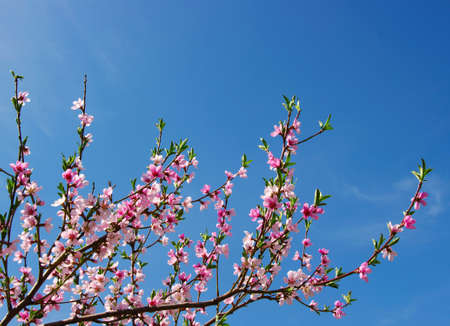 pink blossom against the blue sky 