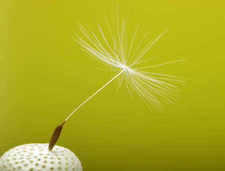 Spring dandelion on green  の写真素材