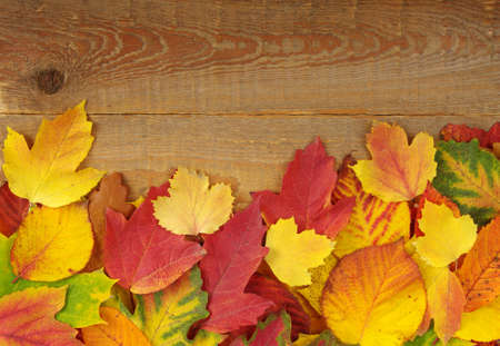 autumn background with colored leaves on wooden board の写真素材