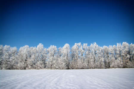 Frosted trees against a blue skyの写真素材