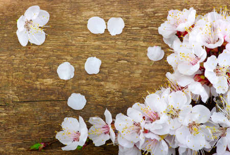 Spring flower on woodの写真素材