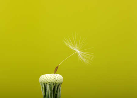 Spring dandelion on green  backgroundの写真素材