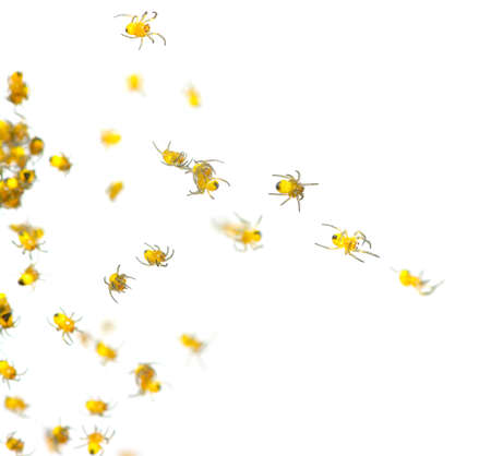 Spider isolated on the white の写真素材