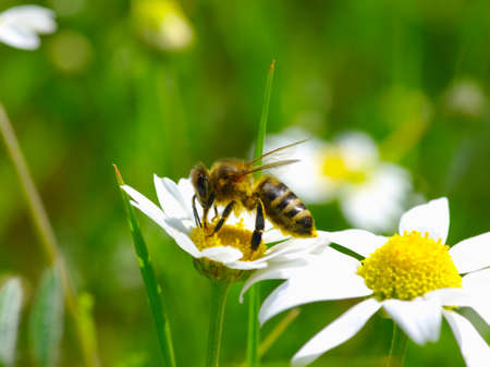Bee on the chamomile flower の写真素材
