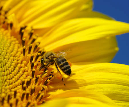 bee collects pollen in the sunflower 