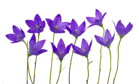 Bellflower isolated on a white backgroundの写真素材