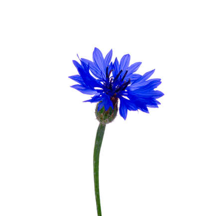 blue cornflowers on white backgroundの写真素材