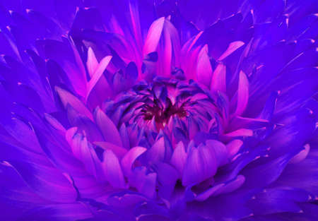 Abstract flower and beautiful petalsの写真素材