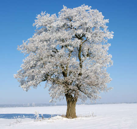 Frosted trees against a blue skyの写真素材