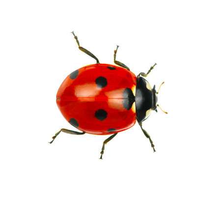 coccinelle image libre de droit