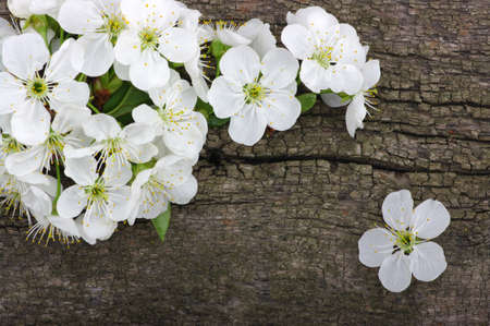 Spring  flower on wood background 
