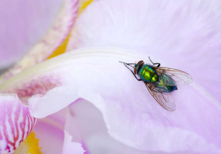 green fly on the flower の写真素材