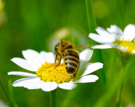 Bee on the chamomile flower の写真素材