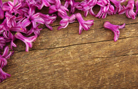 Spring  flower on wood background の写真素材