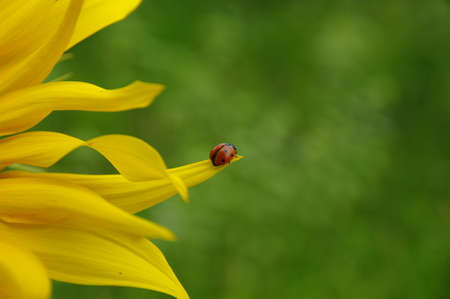 sunflowers field on cloudy blue sky  の写真素材
