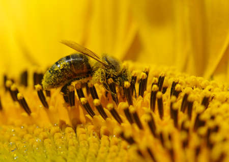 bee collects pollen in the sunflower の写真素材