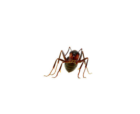 Ant isolated on white backgroundの写真素材