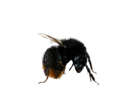 bumblebee isolated on the white