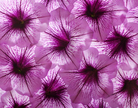 closeup of colourful flower .の写真素材