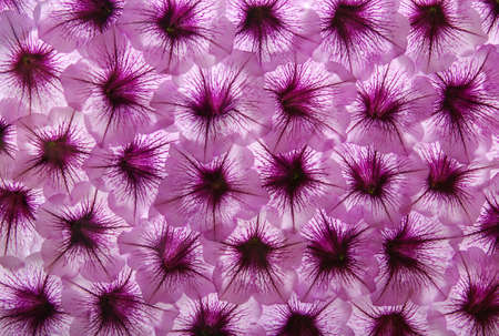 closeup of colourful flower .の写真素材