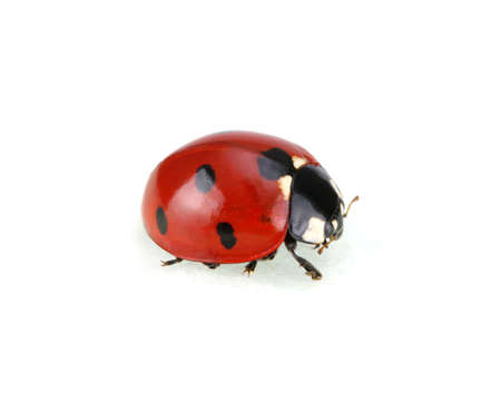 Ladybugs isolated on white backgroundの写真素材
