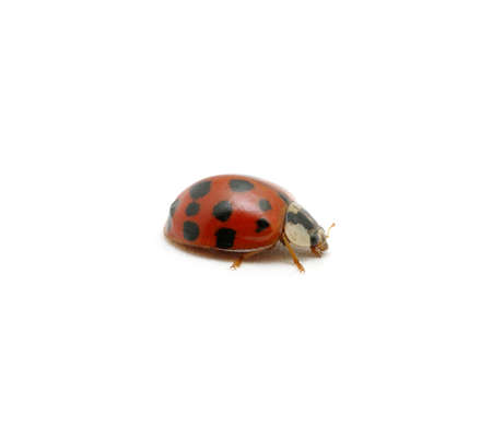  Ladybug isolated on the whiteの写真素材