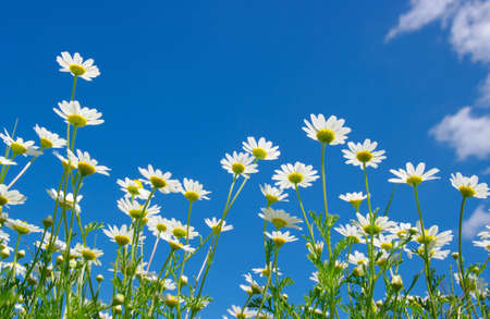 white daisies on blue sky background の写真素材