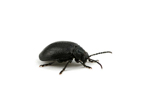 black beetle isolated on white の写真素材