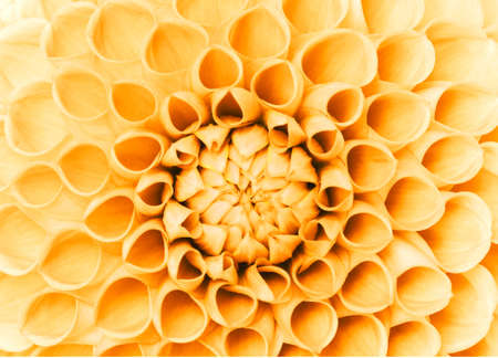 closeup of colourful flower .