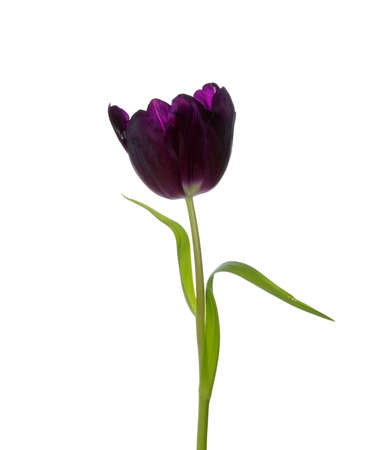 Studio shot of purple tulip isolated on white の写真素材